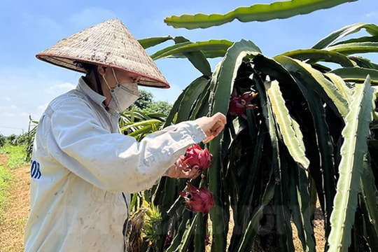 ​Thanh long vỏ vàng, ruột trắng hút khách